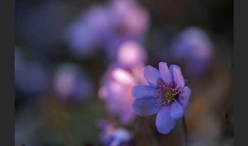 Leberblümchen (Hepatica nobilis)