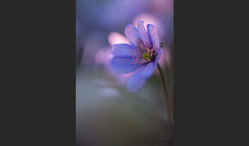 Leberblümchen (Hepatica nobilis)