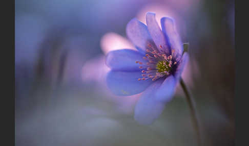 Leberblümchen (Hepatica nobilis)