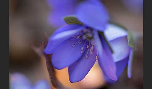 Leberblümchen (Hepatica nobilis)