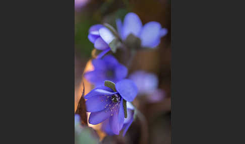 Leberblümchen (Hepatica nobilis)