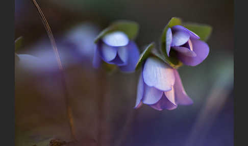 Leberblümchen (Hepatica nobilis)