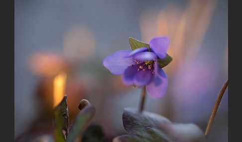 Leberblümchen (Hepatica nobilis)