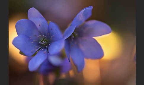 Leberblümchen (Hepatica nobilis)