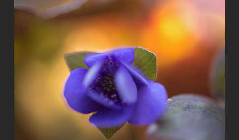 Leberblümchen (Hepatica nobilis)