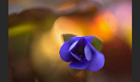 Leberblümchen (Hepatica nobilis)