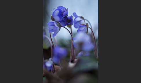 Leberblümchen (Hepatica nobilis)