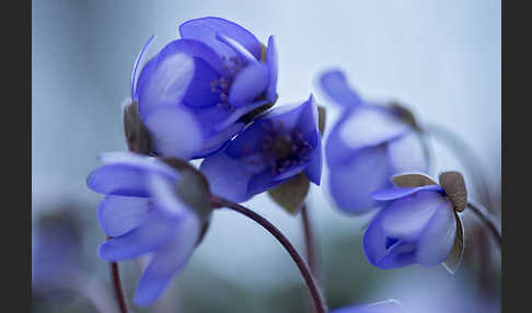 Leberblümchen (Hepatica nobilis)