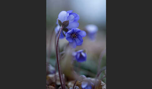 Leberblümchen (Hepatica nobilis)