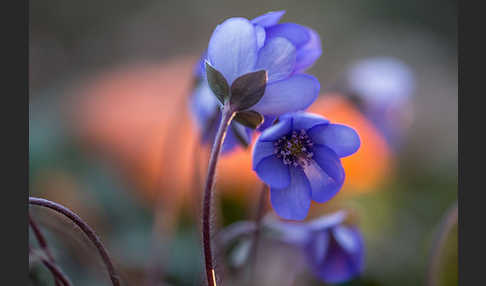 Leberblümchen (Hepatica nobilis)