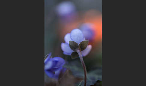 Leberblümchen (Hepatica nobilis)