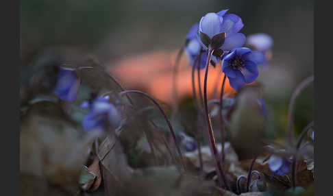 Leberblümchen (Hepatica nobilis)