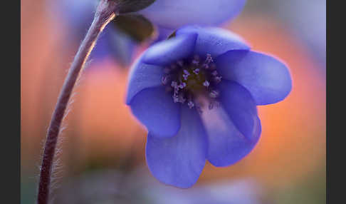 Leberblümchen (Hepatica nobilis)