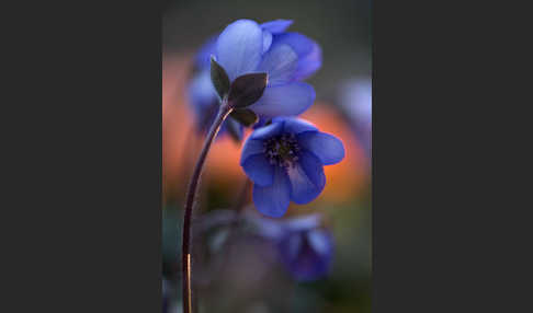 Leberblümchen (Hepatica nobilis)