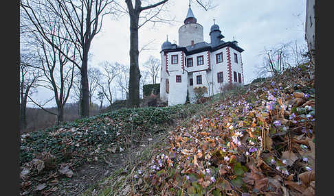 Leberblümchen (Hepatica nobilis)