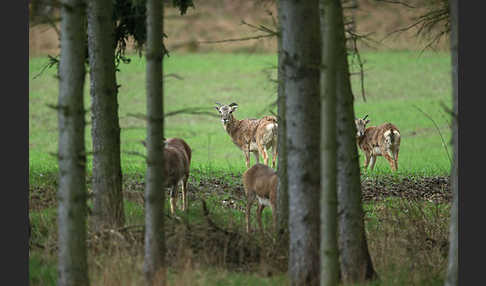 Muffelwild (Ovis ammon musimon)