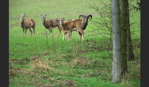 Muffelwild (Ovis ammon musimon)