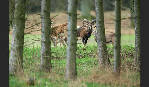 Muffelwild (Ovis ammon musimon)