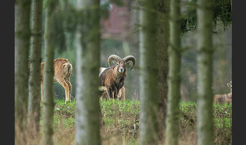 Muffelwild (Ovis ammon musimon)