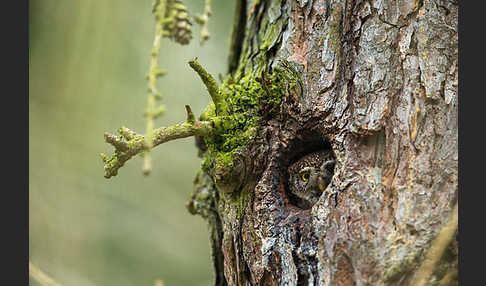 Sperlingskauz (Glaucidium passerinum)