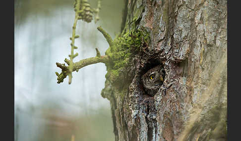 Sperlingskauz (Glaucidium passerinum)