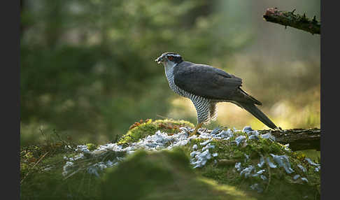 Habicht (Accipiter gentilis)