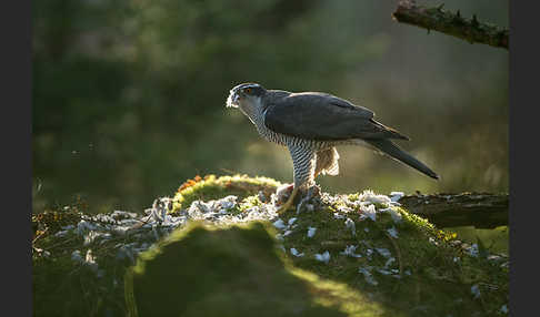 Habicht (Accipiter gentilis)