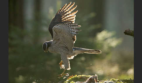 Habicht (Accipiter gentilis)