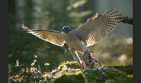 Habicht (Accipiter gentilis)