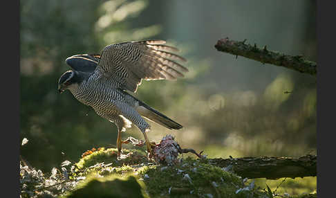 Habicht (Accipiter gentilis)