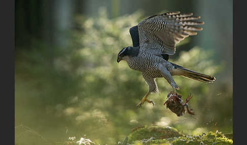 Habicht (Accipiter gentilis)