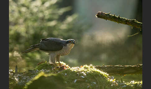 Habicht (Accipiter gentilis)