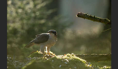 Habicht (Accipiter gentilis)