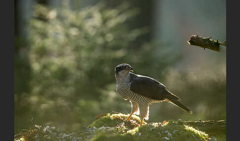 Habicht (Accipiter gentilis)