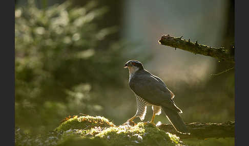 Habicht (Accipiter gentilis)