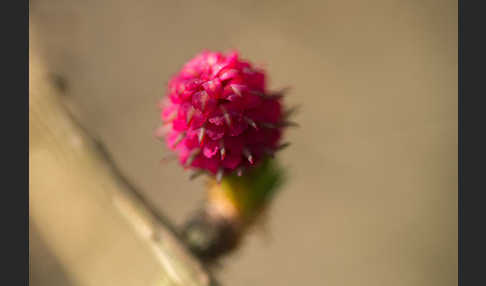 Europäische Lärche (Larix decidua)