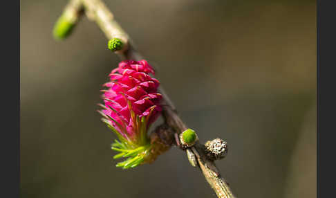 Europäische Lärche (Larix decidua)