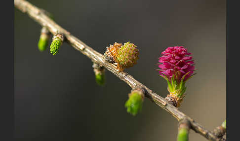 Europäische Lärche (Larix decidua)