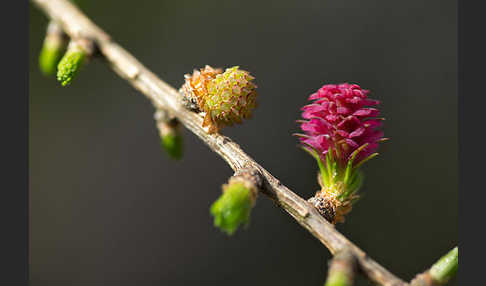 Europäische Lärche (Larix decidua)