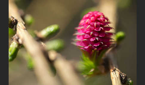 Europäische Lärche (Larix decidua)