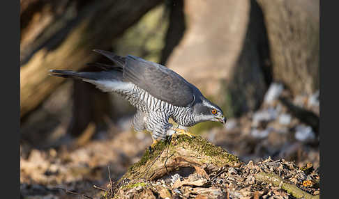 Habicht (Accipiter gentilis)