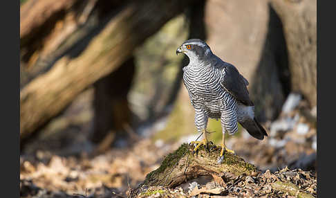 Habicht (Accipiter gentilis)