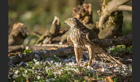 Habicht (Accipiter gentilis)