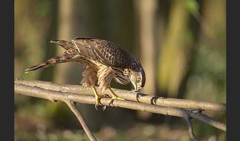 Habicht (Accipiter gentilis)