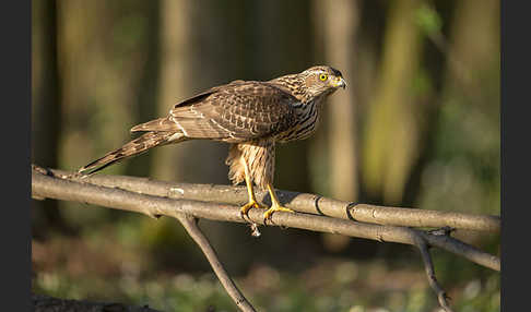 Habicht (Accipiter gentilis)