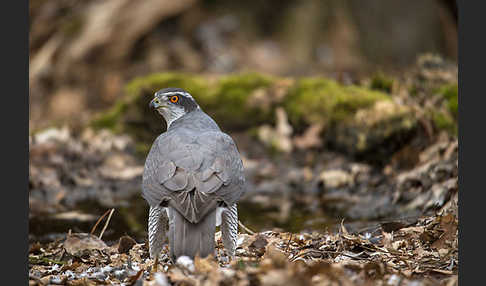 Habicht (Accipiter gentilis)