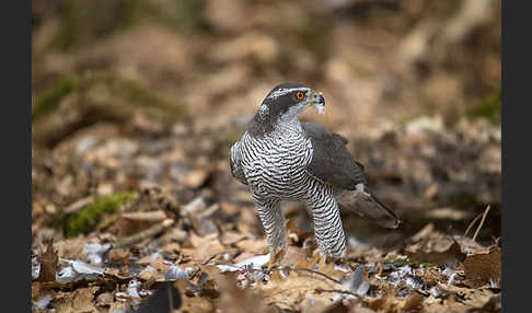 Habicht (Accipiter gentilis)