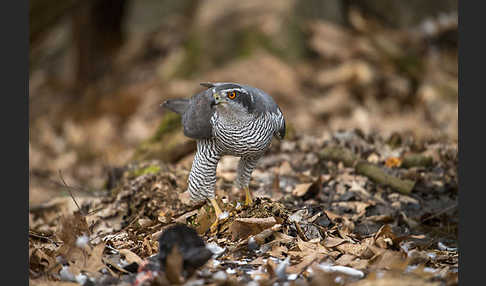 Habicht (Accipiter gentilis)