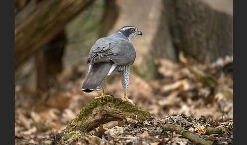 Habicht (Accipiter gentilis)