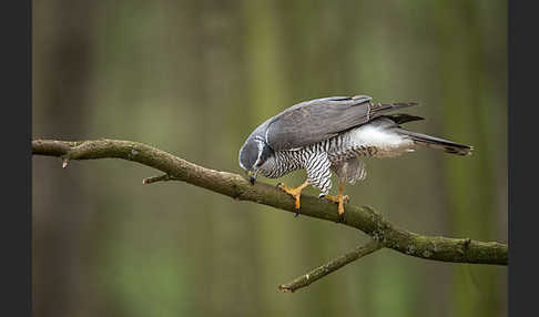 Habicht (Accipiter gentilis)